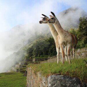 Meet your Posher, Kyra